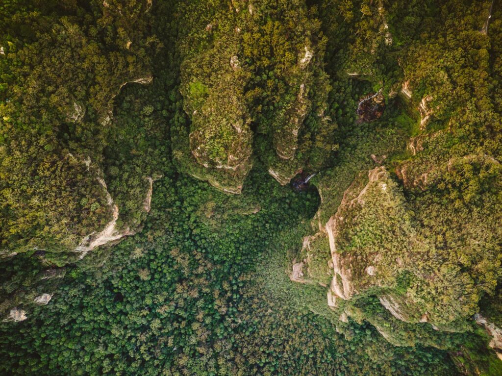 australia-aerial-trees.jpg